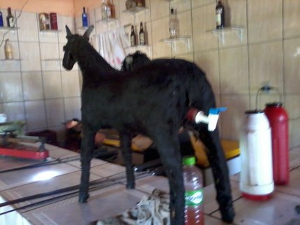 Restaurante Zé do Bode com suas comidas tipicas (10)